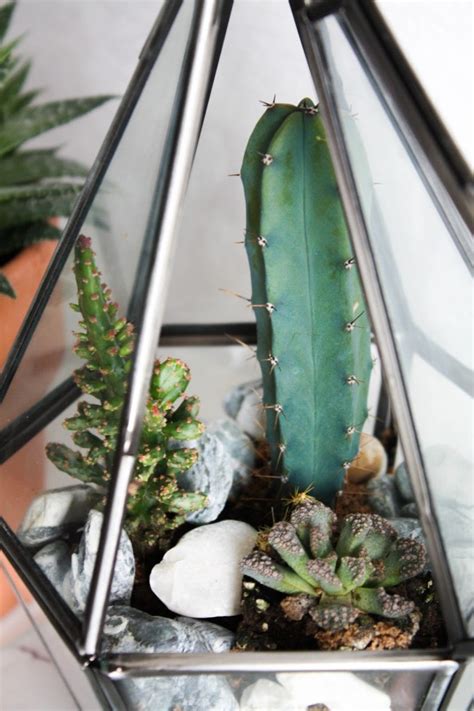 DIY cactus terrarium - Cityscape Bliss