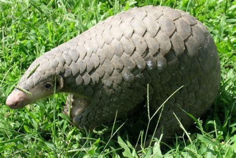 Rare baby Chinese pangolin born to rescued mom makes surprise debut at ...