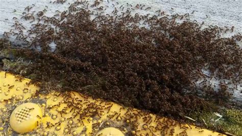 HUGE ANT COLONY !!!!!!( MUST SEE ) !!!!! - YouTube