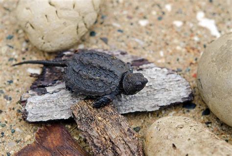 Baby Snapping Turtle Care Guide & Species Profile | Fishkeeping World