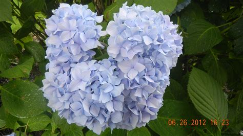 Download Flower Nature Hydrangea 4k Ultra HD Wallpaper