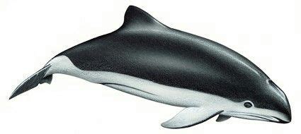 Spectacled porpoise | Porpoise, Animals, Cetacean