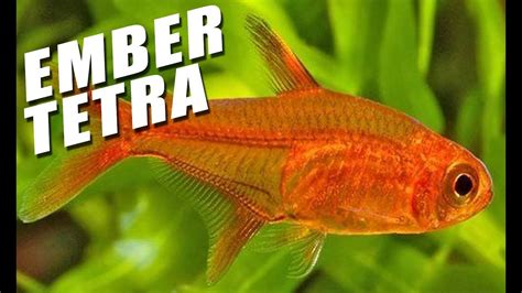 Ember Tetra Betta / What Fish Can Live With Bettas The Tank Mate Guide - However, you need to ...