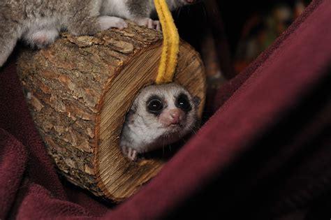 Fat-tailed Dwarf Lemur - Duke Lemur Center