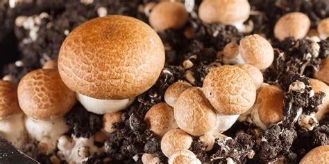 Complete Guide To Cremini Mushrooms | GroCycle