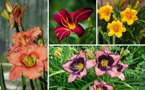 10 Different Types of Daylilies (Photos) - Garden Lovers Club