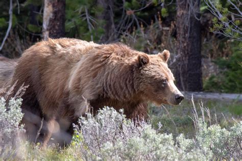 Every year, I go to the Grand Tetons to photograph Bear 399 : r/wildlifephotography