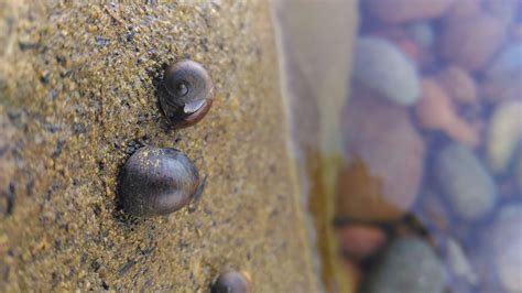 Free stock photo of beach life, calm water, sea snail
