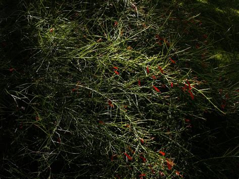 Firecracker Fern | Central Texas Gardener