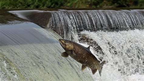 'Immoral' salmon milking in Toronto rivers decried by anglers, park users | CBC News