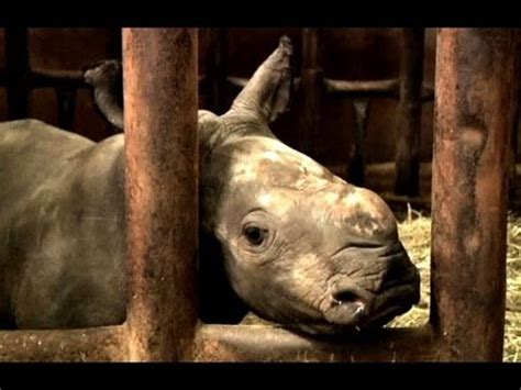 Rare Baby White Rhino Born in The Netherlands - YouTube