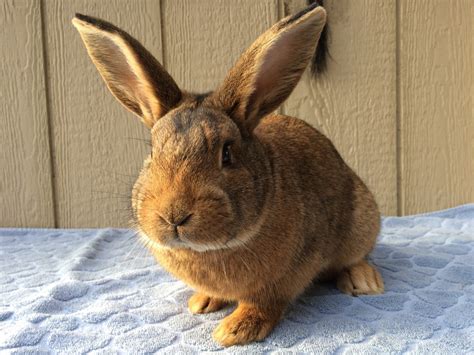 New Zealand rabbit Rabbits For Sale | Bath Township, MI #288821