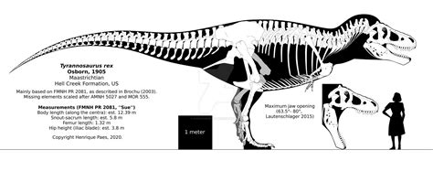 Tyrannosaurus rex skeletal reconstruction. by randomdinos on DeviantArt