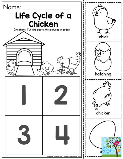 Life Cycle Of A Chicken Worksheet