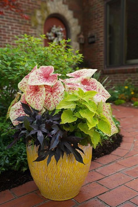 Planters and Container Gardens in 2020 | Heat tolerant plants, Plants, Container flowers