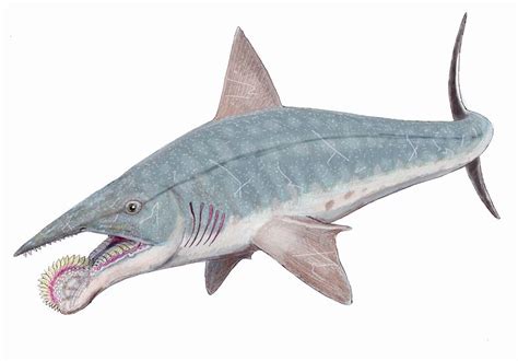 Helicoprion | Fossil Wiki | Fandom