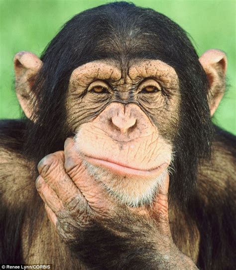 WELCOME TO SLEGGY'S BLOG: If you want to know the future, ask a chimp ...