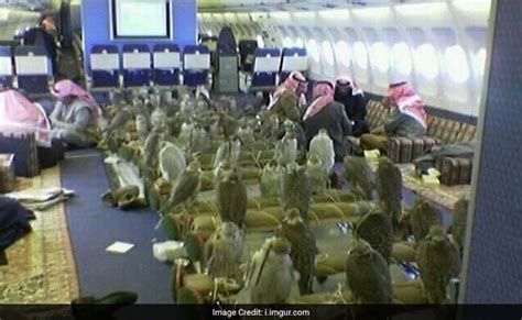 Viral: Bizarre And Apparently Real Pic Of 80 Falcons Taking A Flight