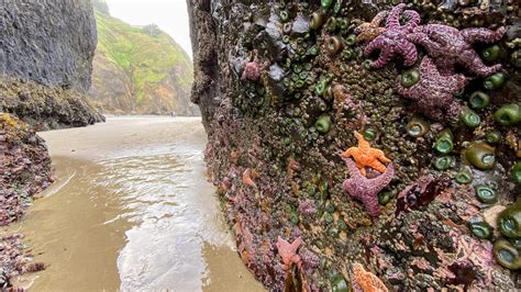 Photography Tips & Tricks: Tidepools | KATU