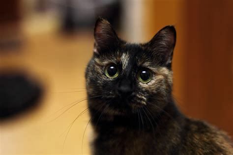 brown and black tortoiseshell cat free image | Peakpx