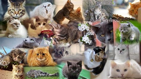 HD Cat Collage Wallpaper