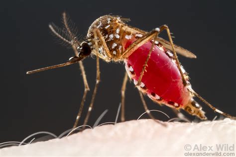 How Mosquitoes Can Help Us Unpack the Mysteries of Memory and Behavior