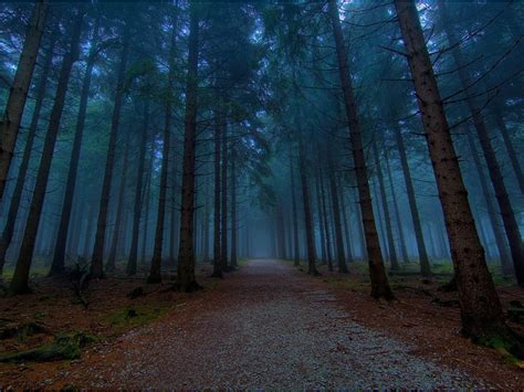 wallpaper: Twilight Forest