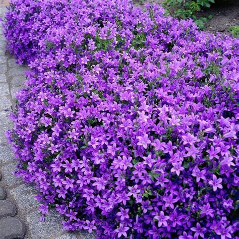 44 Flowering Ground Cover Plants | Plantas jardin, Jardineria y plantas ...