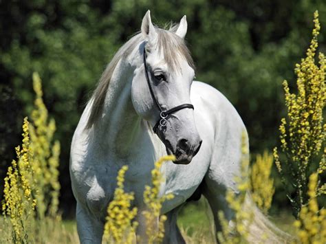 Andalusian Horse Facts You Might Not Have Known