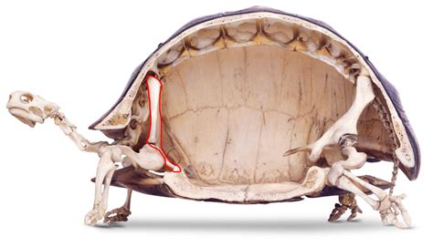 Evolution of the turtle shell based on developmental and fossil data ...