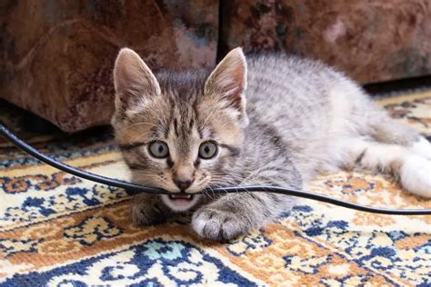 Kitten Teething Tips to Reduce Discomfort and Bad Behaviours