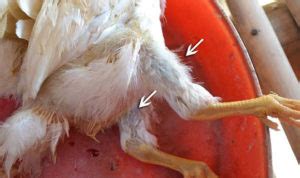 All About Infectious Bursal Disease or Gumboro disease in Poultry - Vet ...