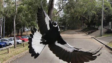 Magpie swooping season: Video shows attack on postie at Cranbourne