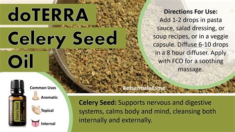 Terrific doTERRA Celery Seed Essential Oil Benefits And Uses - YouTube