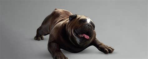 Lockjaw as Lockjaw | Marvel's Inhumans