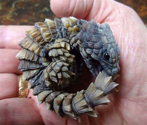 This Armadillo girdled lizard biting its tail looks like a mini dragon ...