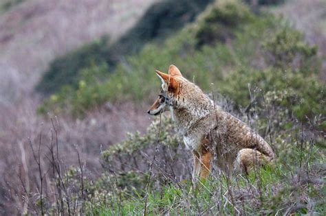 A Monitoring Morning: Coyote behavior | Coyote Yipps