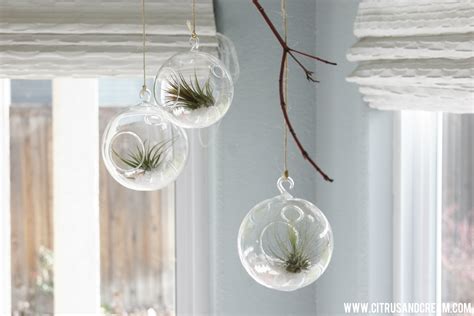 Strange and Beautiful: Air Plants (Design and Care Tips) - How Sweet This Is