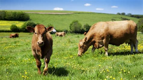 How sustainable cattle farming in Brazil helps to reduce carbon emissions