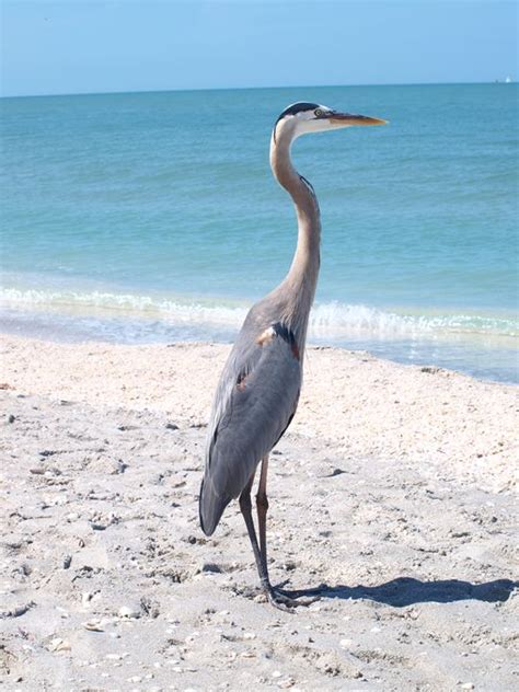 Large Bird on Beach - LJM Memories - Photography, Landscapes & Nature, Beach & Ocean, Shore ...