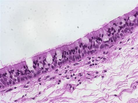 Features Of Epithelial Tissue