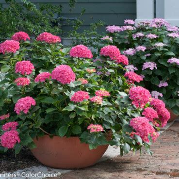 Dwarf Hydrangeas for Small Gardens or Containers - Whitehouse Landscaping