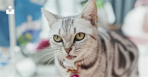 Silver bullseye tabby cat photo – Free Mammal Image on Unsplash