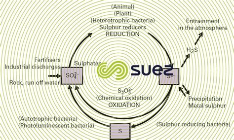 sulphur cycle - Degremont®