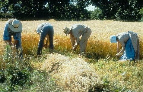 Grain Harvest and Threshing Time - Living History Farms Blog