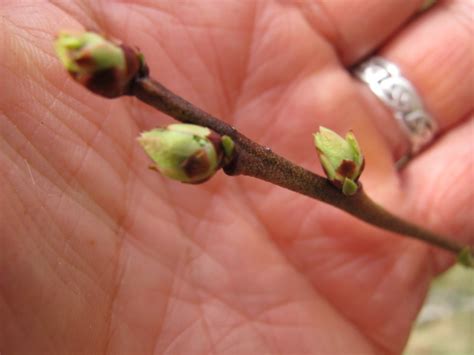 pruning blueberries Archives - Henry Homeyer