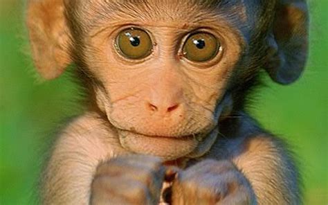 Baby Monkeys Wallpapers - Wallpaper Cave