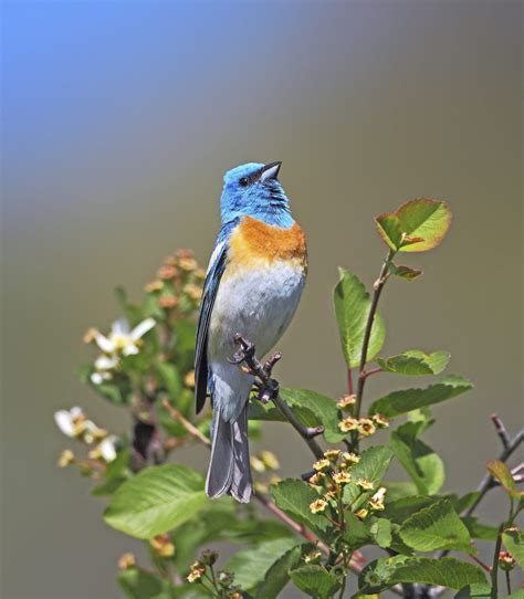 Lazuli Buntings: Vibrant Jewels of the West - Birds and Blooms