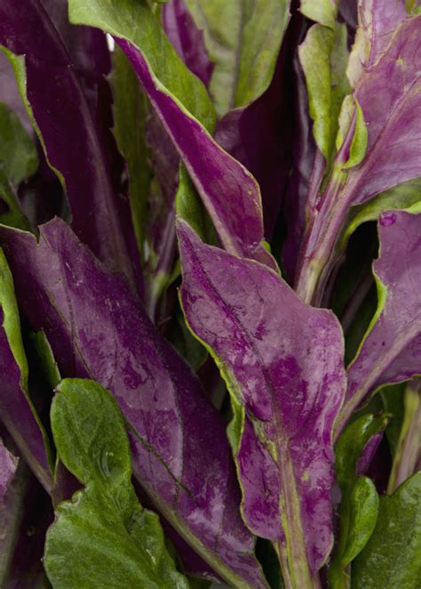 Okinawan Spinach | Heat Loving Greens | Sow Exotic