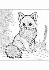 Young fox  Fox Coloring Pages sketch template